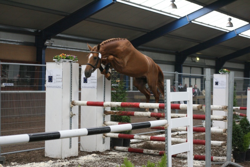 Hengstenkeuring AES (12/3/2008)